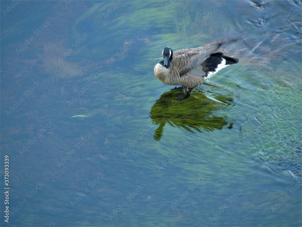 Fototapeta premium duck in the water