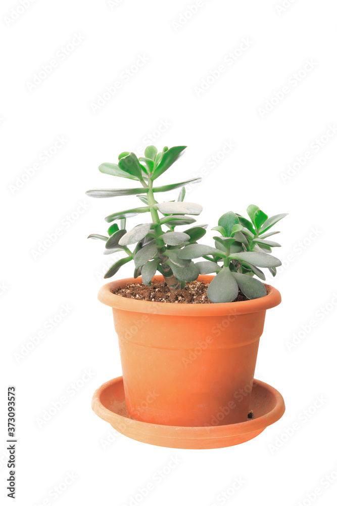 Small green Crassula (money tree) Small green Crassula (money tree)