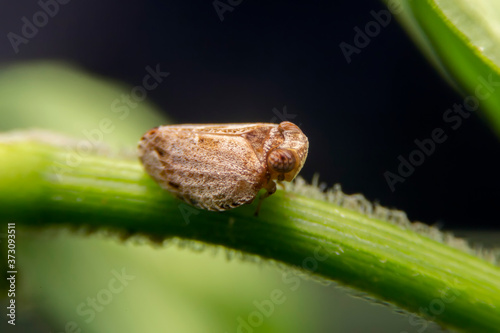 Close up of the Brown planthopper on green leaf in the garden. the Nilaparvata lugens (Stal) on green brunch.