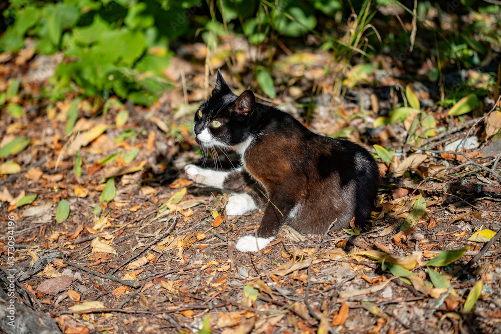 Black and white stray cat on a background of dry grass and dry leaves