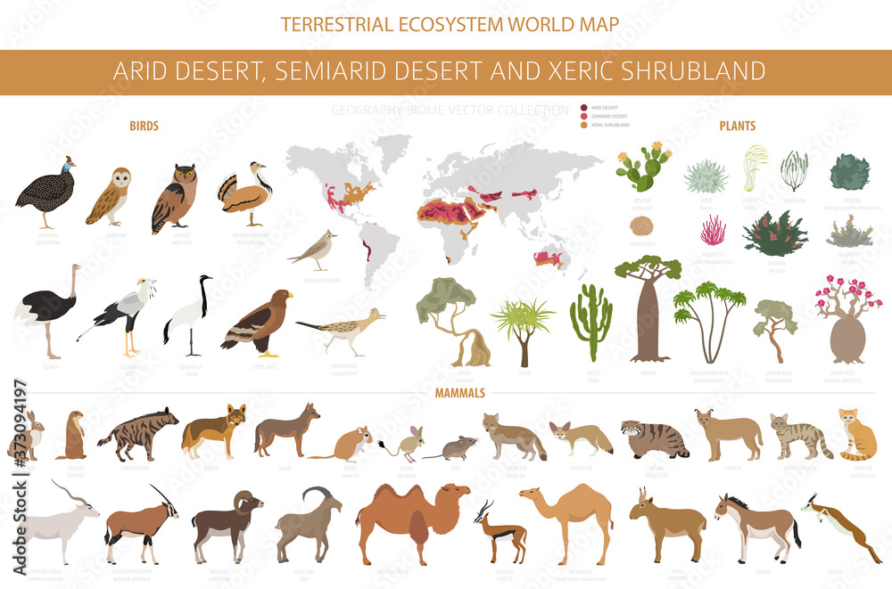 Desert biome, xeric shrubland natural region infographic. Terrestrial ecosystem world map. Animals, birds and vegetations design set - obrazy, fototapety, plakaty 