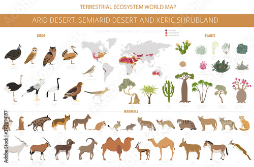 Desert biome, xeric shrubland natural region infographic. Terrestrial ecosystem world map. Animals, birds and vegetations design set