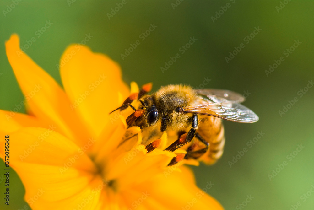 Focus on the bee collecting nectar in the cosmos flowers Focus on the bee collecting nectar in the cosmos flowers