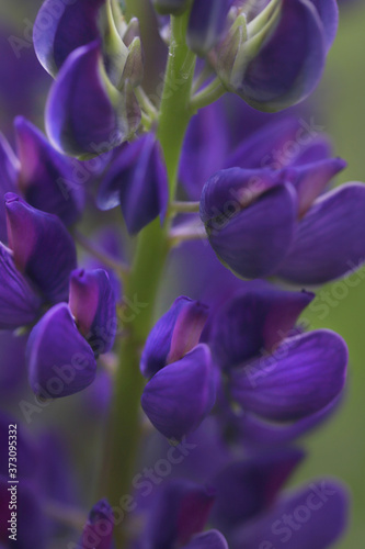 Macro photo of purple lupine flowers