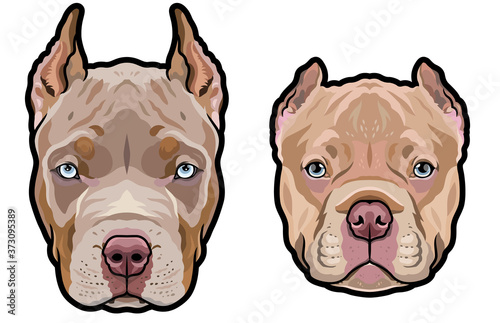 Pitbull dog heads full color vector illustration set photo