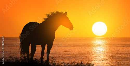 Free horse at sunset