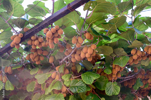 Ripe kiwi fruit on the branch