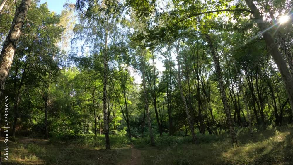 The sun is shining through the branches of the trees. Natural nature in summer - Lots of trees
 in the forest. Green nature, trees, leaves, sky.