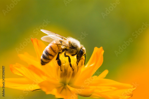 Wallpaper Mural Close-up cosmos flowers with the bee, in the outdoor garden. Torontodigital.ca