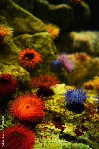 Knobbly anemone, Bunodosoma capensis. False plum anemone, Pseudactinia flagellifera. Aquarium, Tokyo, Japan.