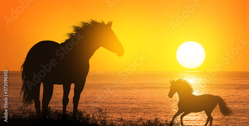 Free horses at sunset