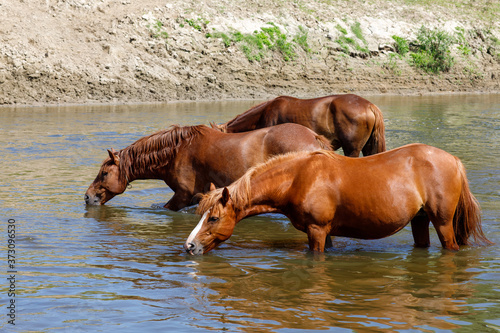 Papier peint Beautiful brown horses drink water from the river
