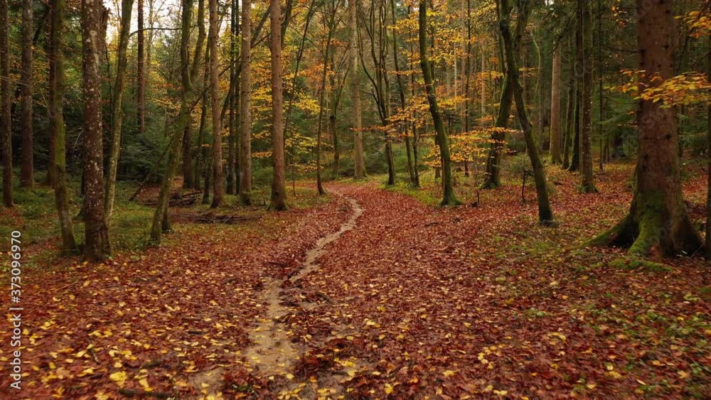 Walking inside autumn season woodland. Slow camera movement along beautiful forest path. Walking inside autumn season woodland. Slow camera movement along beautiful forest path.