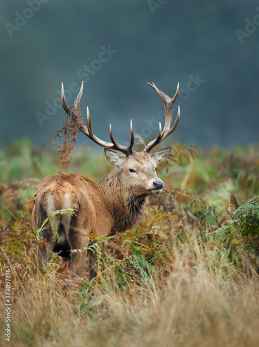 Red deer stag standing in the field of ferns