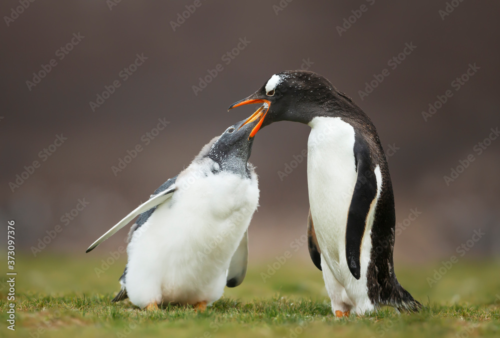 Naklejka premium Gentoo penguin feeding chick with regurgitated food