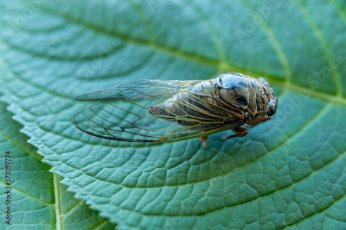 Cicada on green leaf - Graptopsaltria nigrofuscata, the large brown cicada, called aburazemi in Japanese. photo