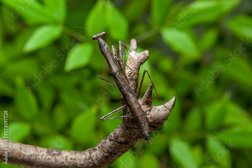 Chinese mantis (Tenodera sinensis) - Praying Mantis on branch. Green leaves background. Horizontal shot. photo