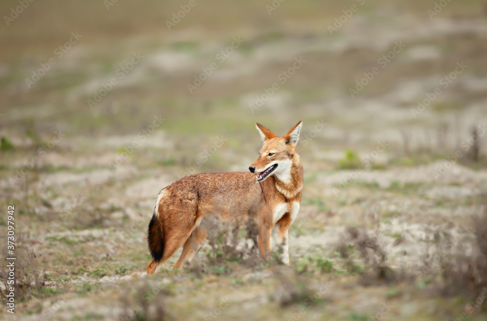 Fototapeta premium Close up of a rare and endangered Ethiopian wolf