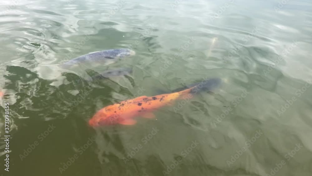 Koi Karpfen im Teich.