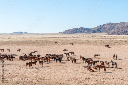 Wild horses of the Namib at Garub