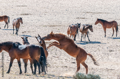 Wild horses of the Namib fighting at Garub