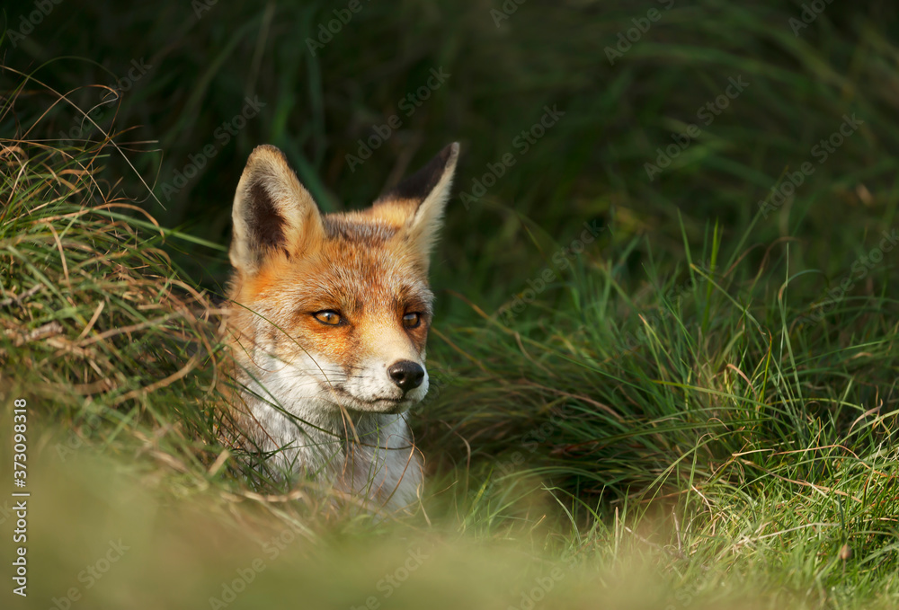 Red fox poking nose from a burrowing hole in the grass field