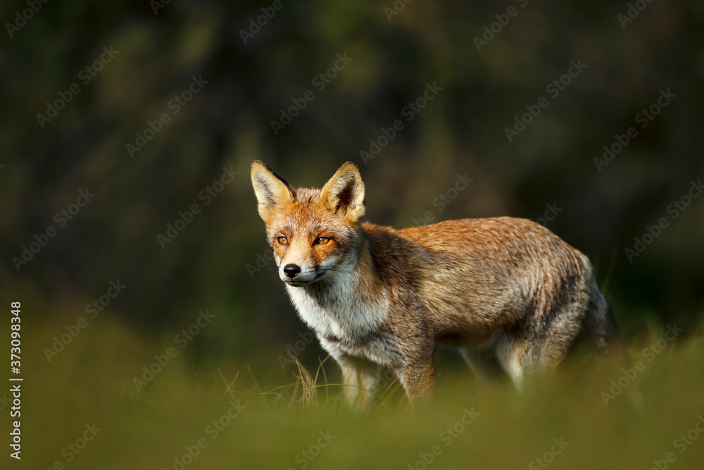 Close up of a young Red fox standing in grass