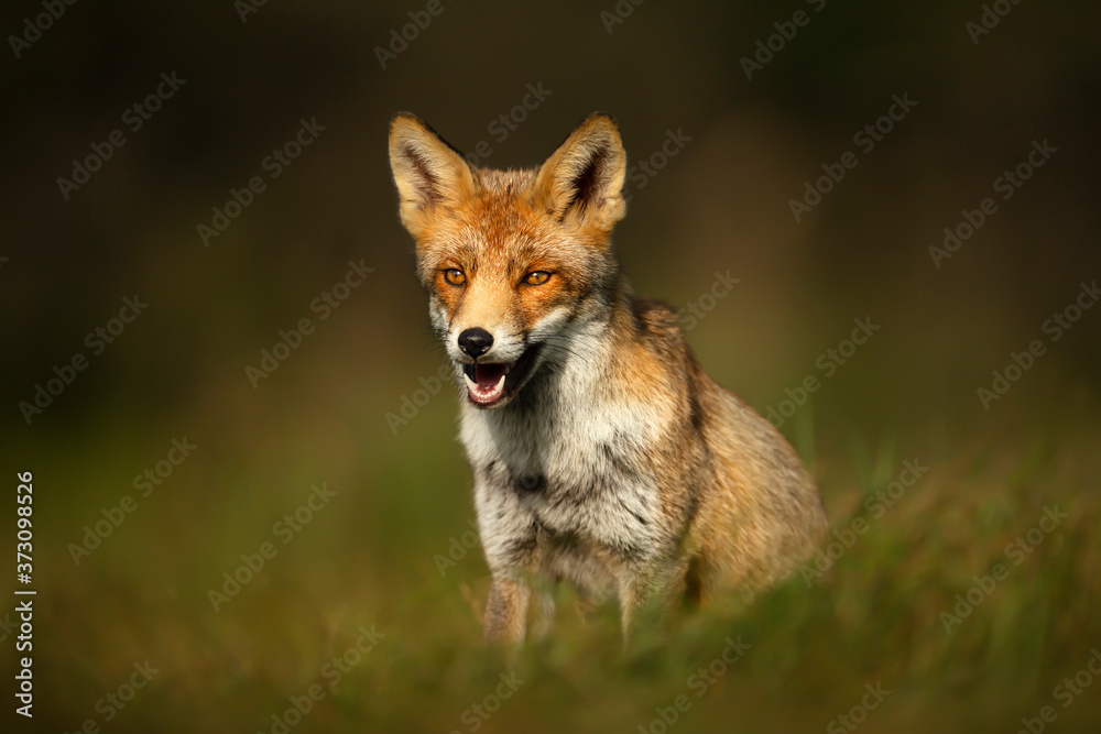 Close up of a red fox sitting in green grass