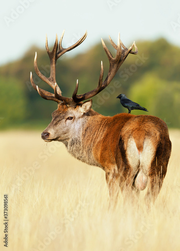 Red deer stag with a jackdaw sitting on a back