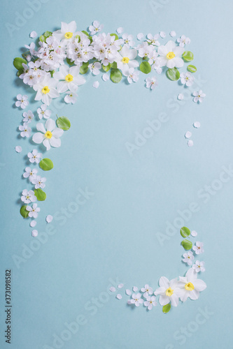 white narcissus and cherry flowers on blue paper background