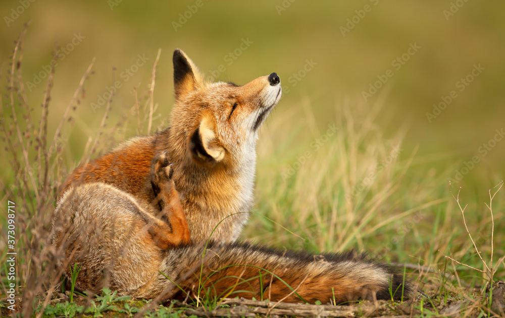 Fototapeta premium Red Fox enjoying a good scratch on a sunny day