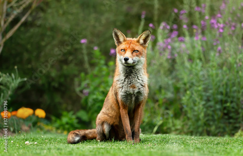 Red fox sitting on green grass in a garden