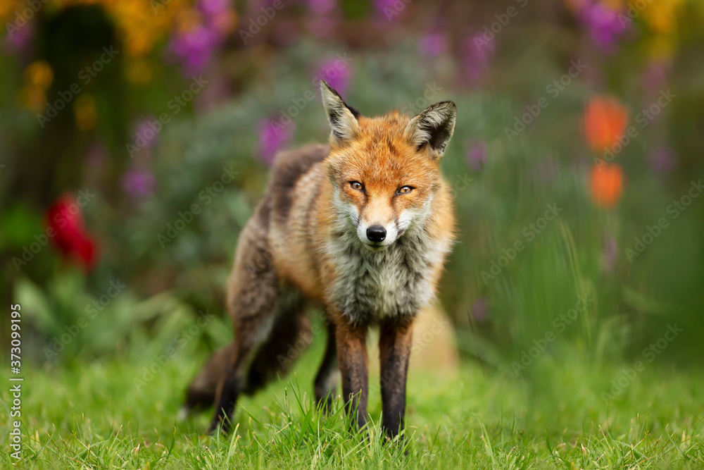 Red fox standing on green grass in a flower garden