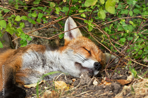 Obraz na plátně Close up of a red fox sleeping in woods