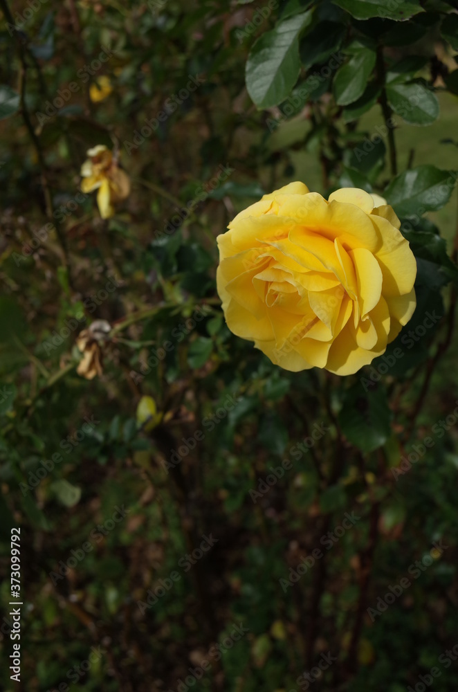 Light Yellow Flower of Rose 'Golden Flash' in Full Bloom
Light Yellow Flower of Rose 'Golden Flash' in Full Bloom