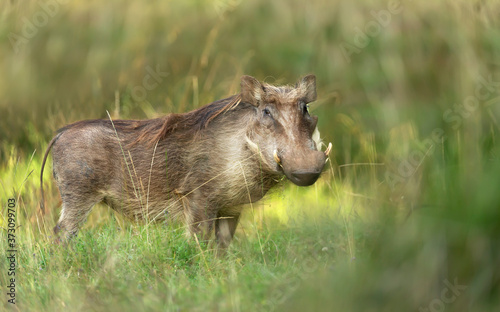 Close up of a common Warthog standing in the grass photo