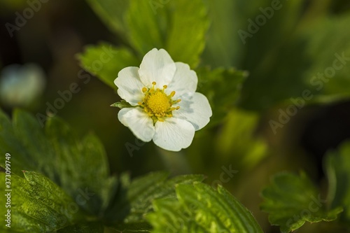 Close up macro view of  blooming strawberry plants.  Gorgeous backgrounds.