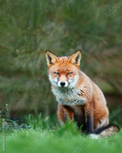 Red fox sitting in green grass against green shrub