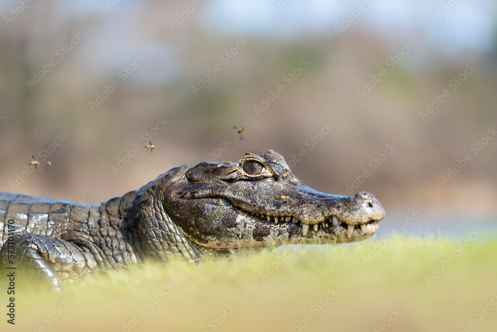 Portrait of a Yacare caiman on a river bank