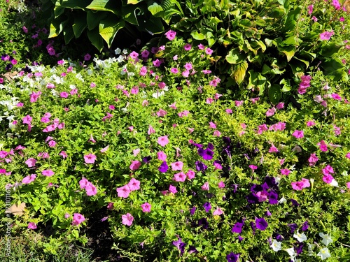 pink flowers in the garden