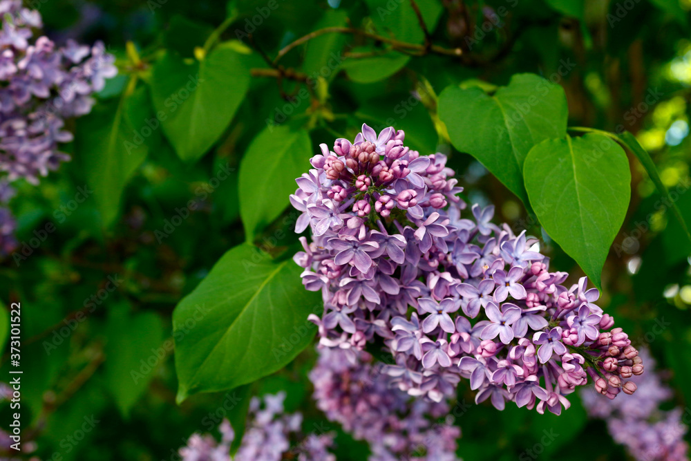 Lilac flowers on a background of green leaves. Selective focus.