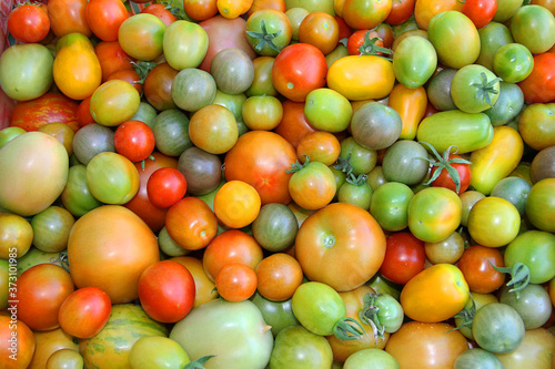 colorful tomatoes and cherries and red and green and yellow