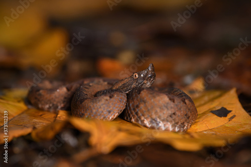 Hognosed pitviper in leaves