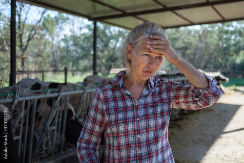 Sad tired woman on a rural farm with cows.