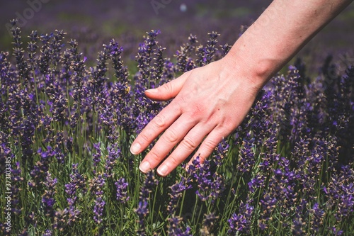 Hand of Caucasian girl caressing flowers in a lavender field