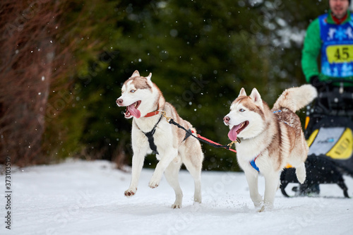 Husky sled dog racing photo