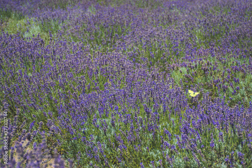 Beautiful violet flowers in a lavender field with butterflies