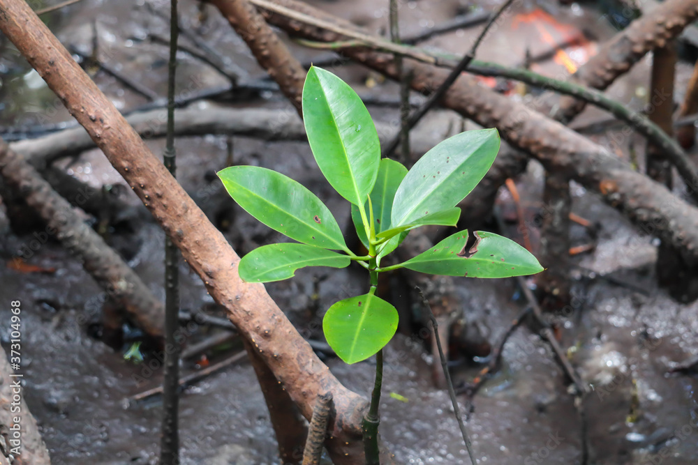 Young mangrove growing from salty water on supporting roots, at low tide. Young mangrove growing from salty water on supporting roots, at low tide.
