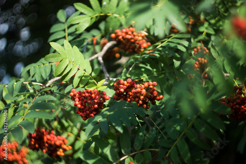 branches with rowan berries on a background of rowan leaves