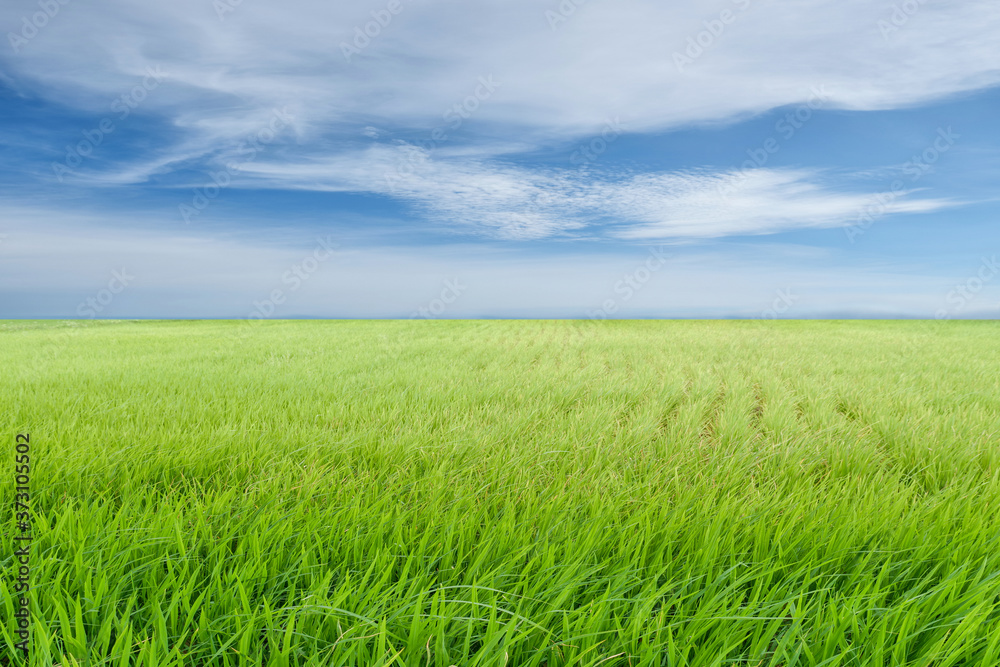 beautiful nature background of green rice field on blue sky and white clouds or green leaves of wheat seedling farming in thailand beautiful nature background of green rice field on blue sky and white clouds or green leaves of wheat seedling farming in thailand